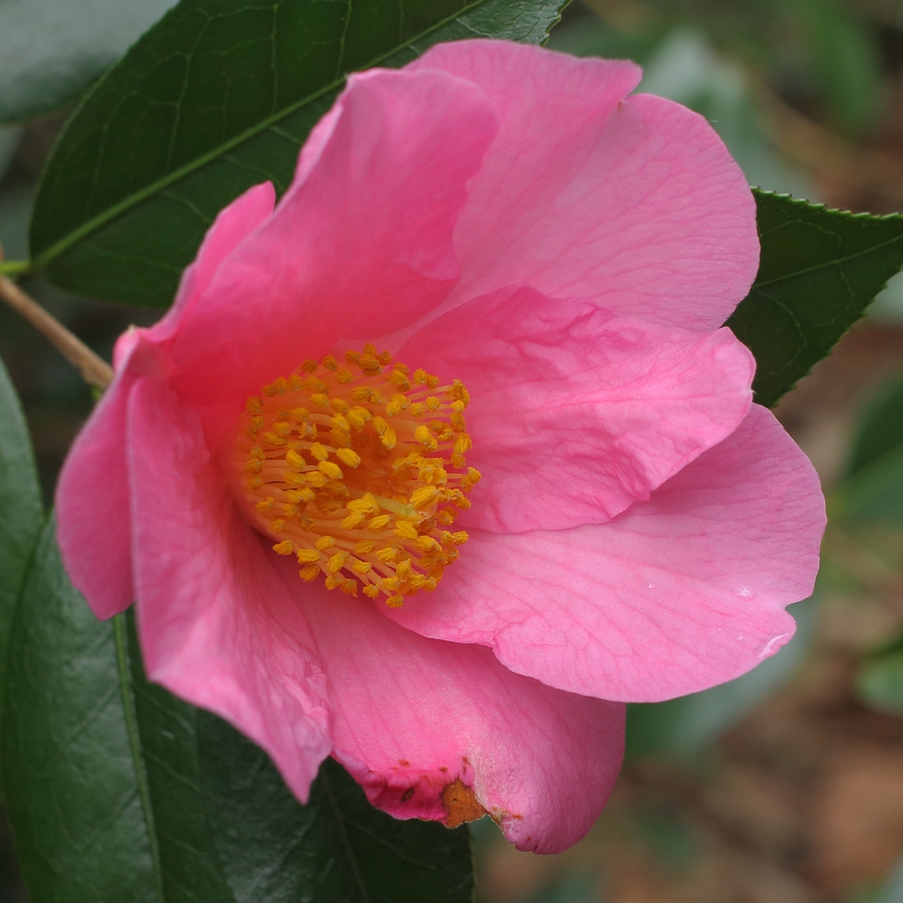 Camellia x williamsii 'Ellamine'