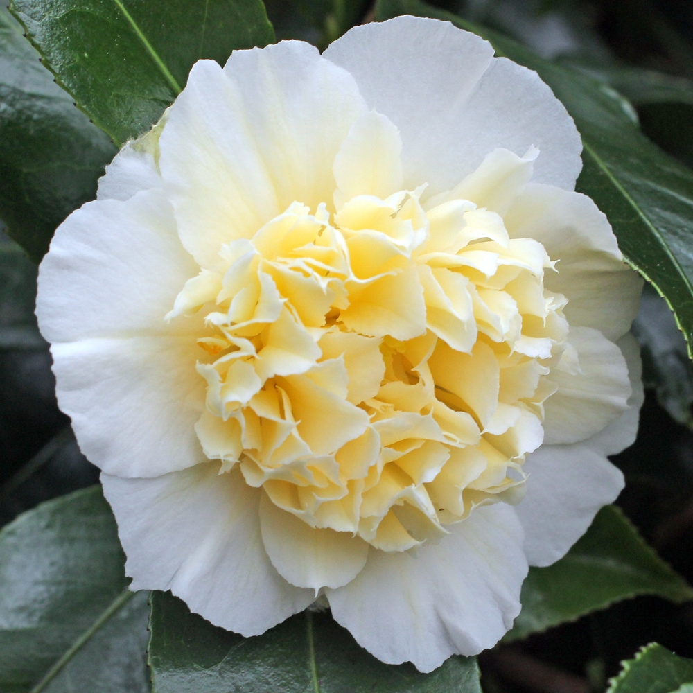 Camellia japonica 'Gwenneth Morey'