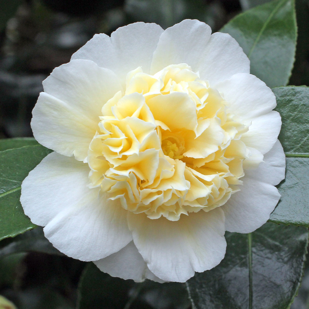 Camellia japonica 'Gwenneth Morey'
