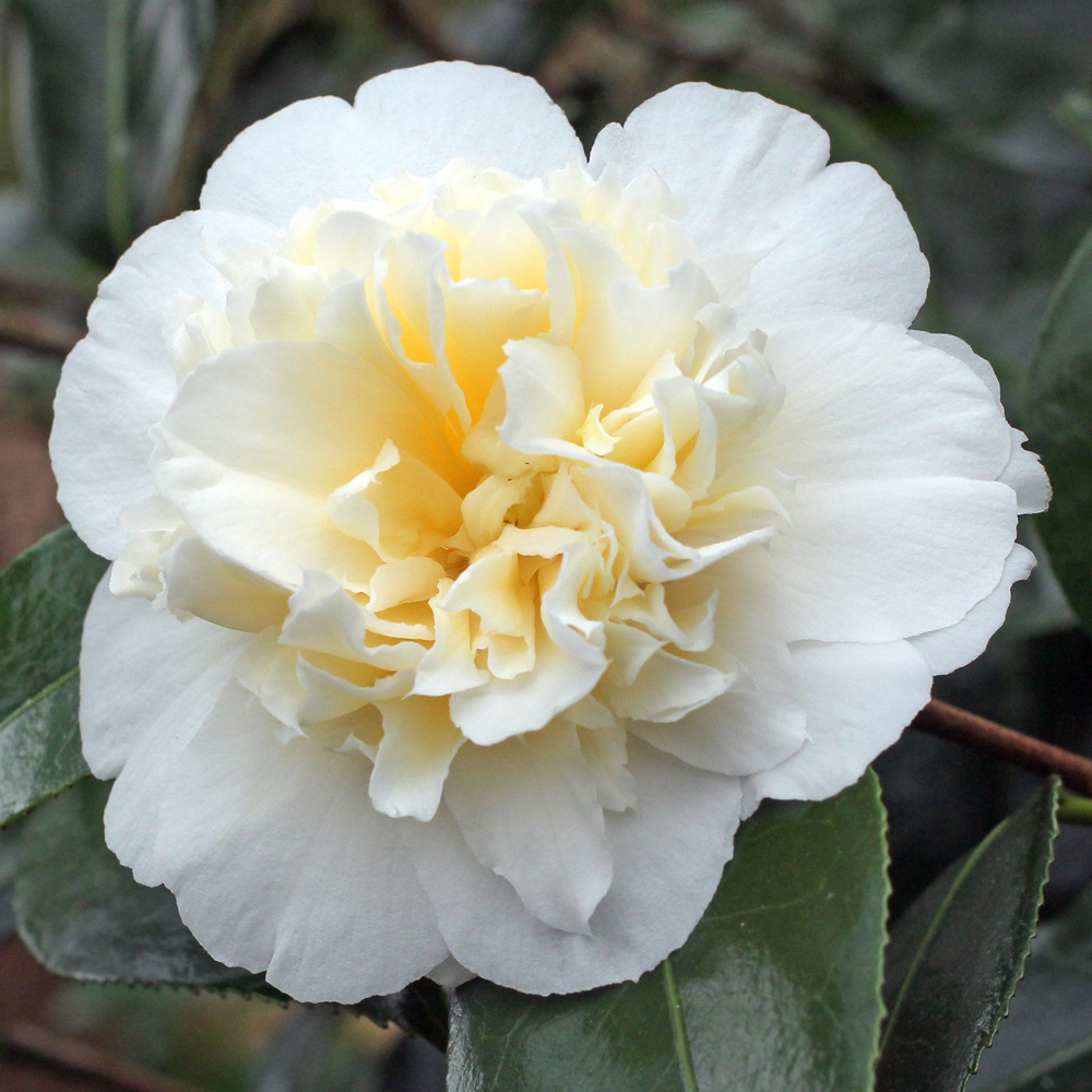 Camellia japonica 'Gwenneth Morey'