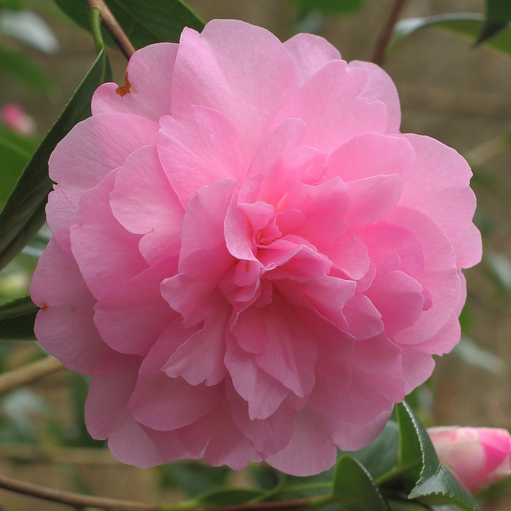 Camellia x williamsii 'Joan Trehane'