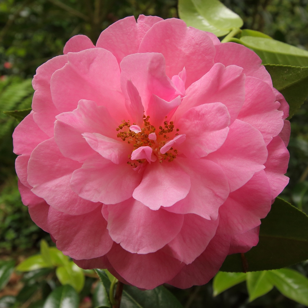 Camellia x williamsii 'Joan Trehane'