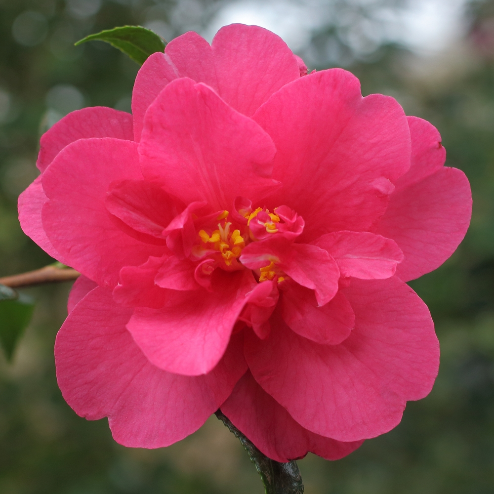 Camellia x williamsii 'Mirage'