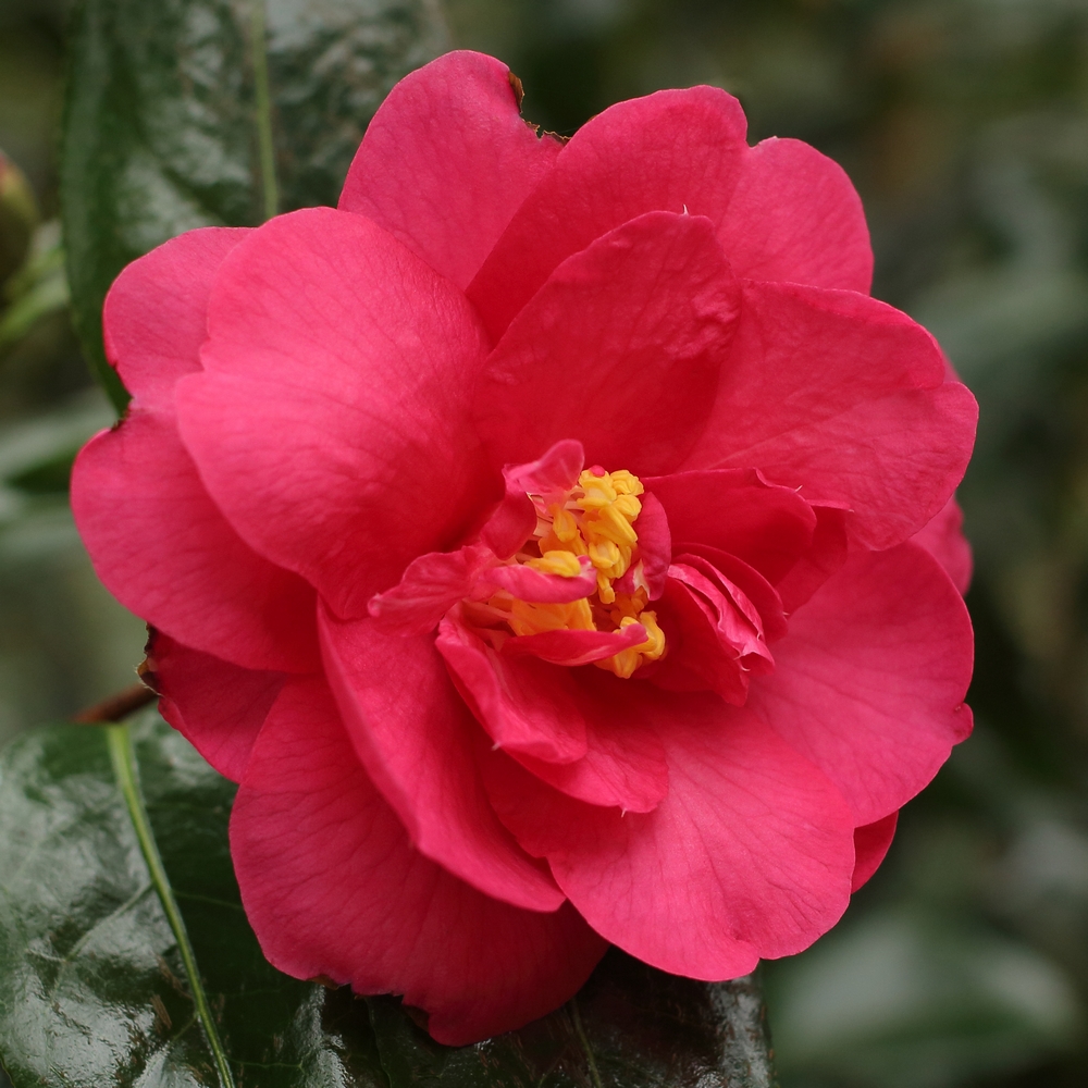 Camellia x williamsii 'Mirage' (4G-014)