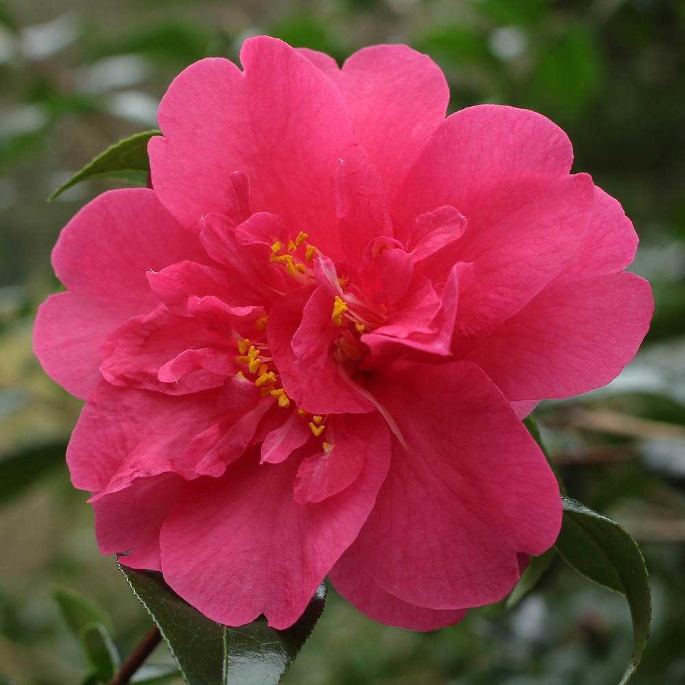 Camellia x williamsii 'Mirage'