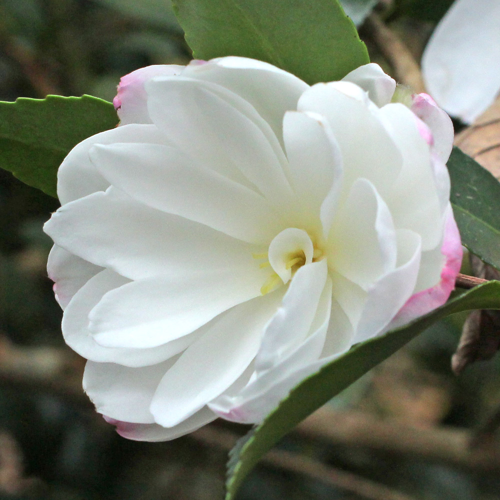 Camellia sasanqua 'Paradise Blush'