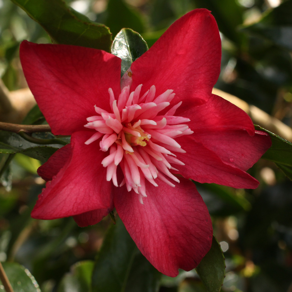 Camellia japonica 'Sundae'