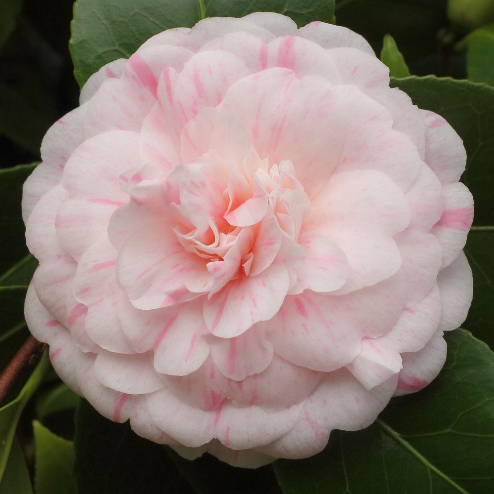 Camellia japonica 'Bella Romana'