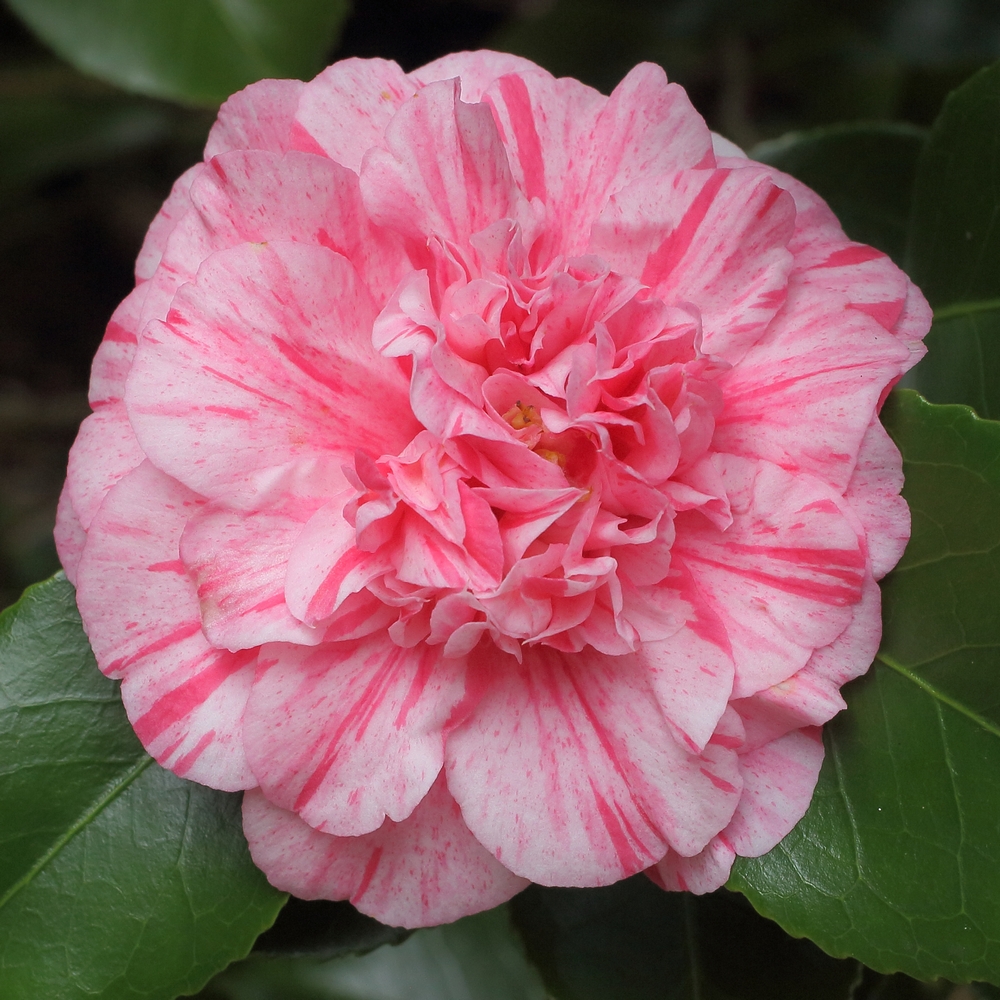 Camellia japonica 'Romana' (5B-003)
