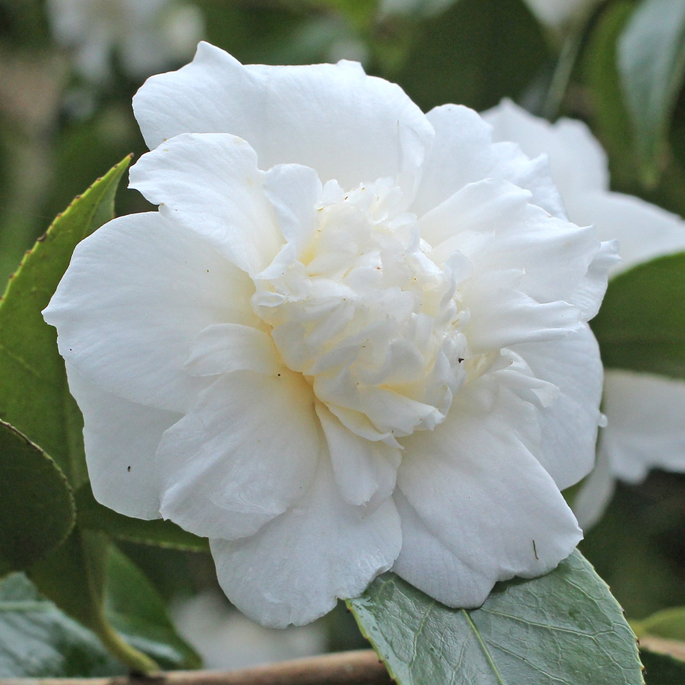 Camellia japonica 'Campsii Alba'