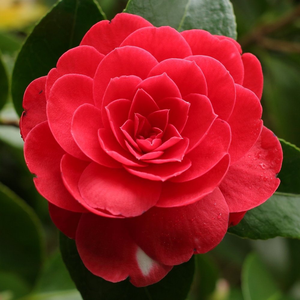 Camellia japonica 'Coquettii'