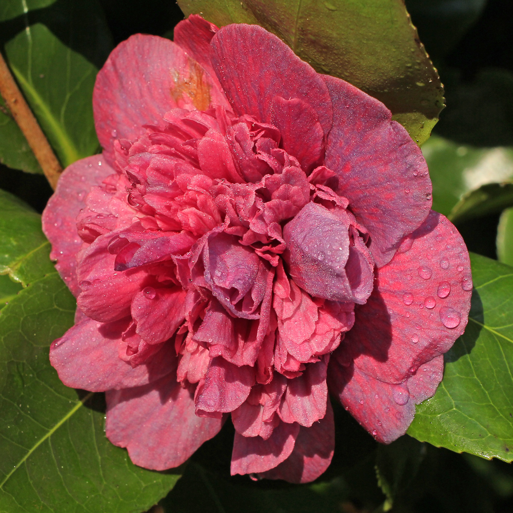 Camellia japonica 'Dona Herzilia de Freitas Magalhaes'