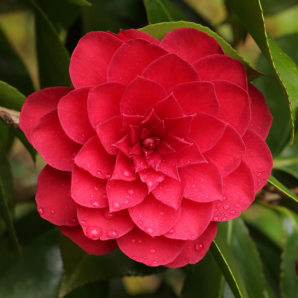 Camellia japonica 'Eximea'