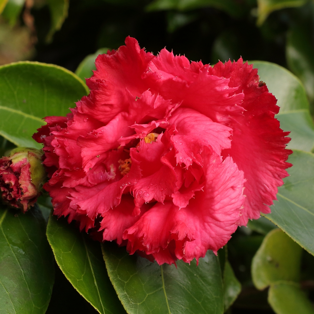 Camellia japonica 'Fred Sander'