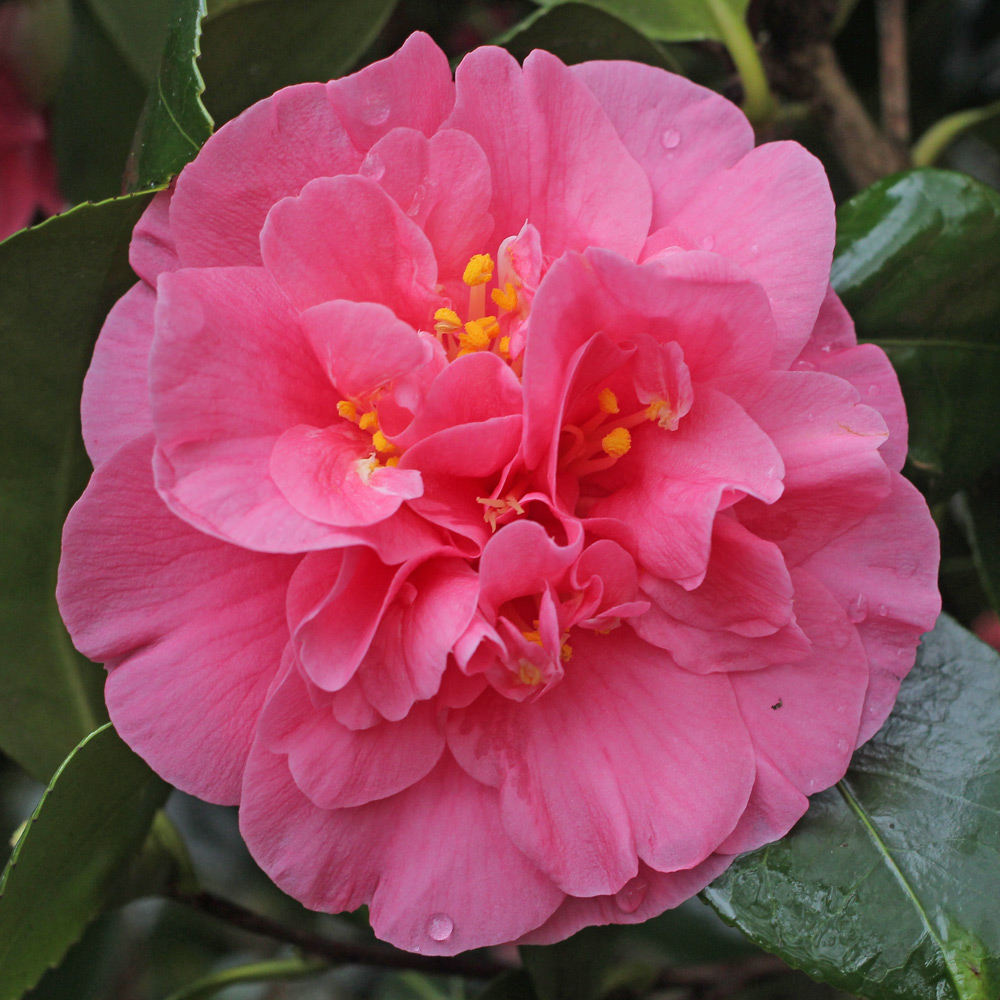 Camellia japonica 'Gloire de Nantes'