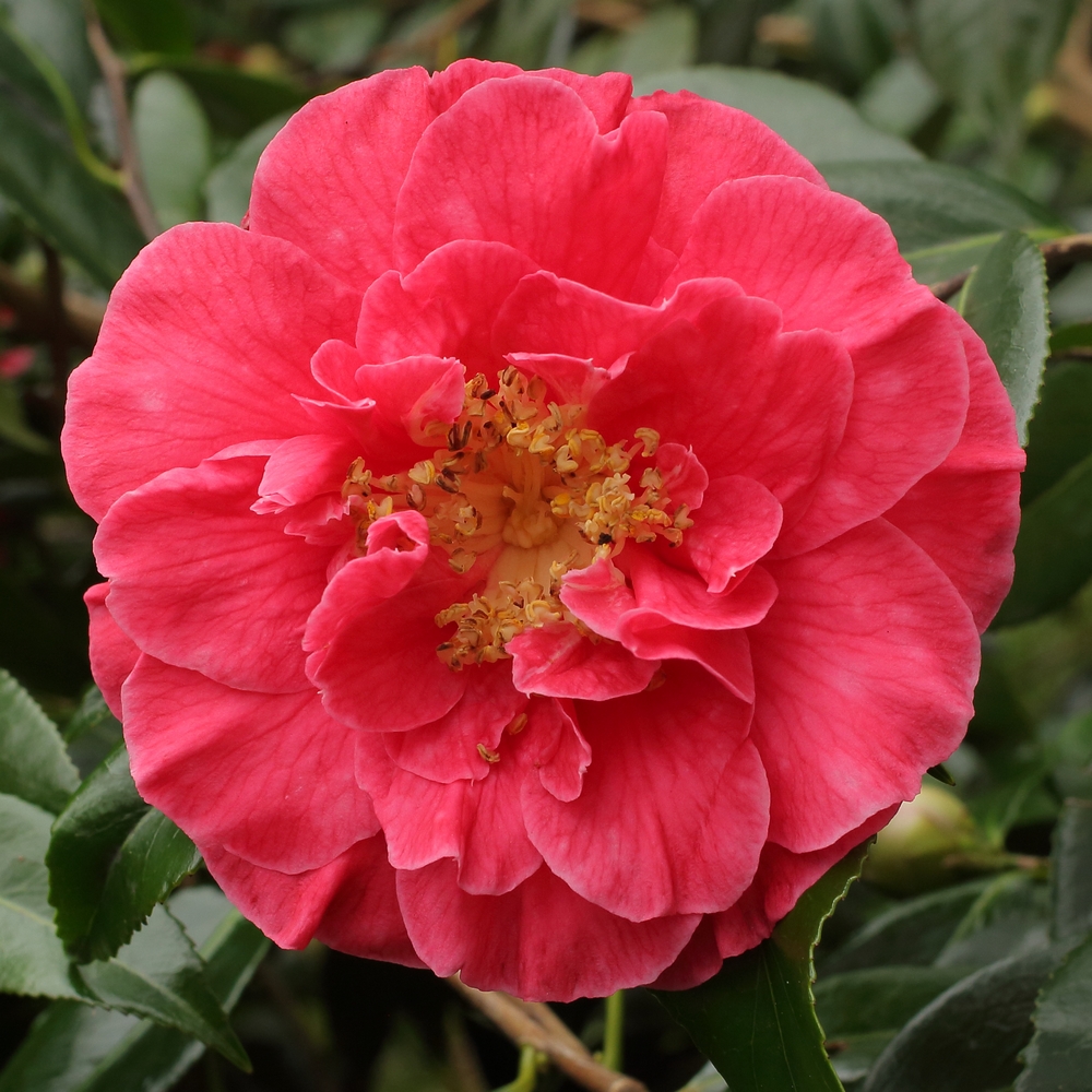 Camellia japonica 'Guilio Nuccio'