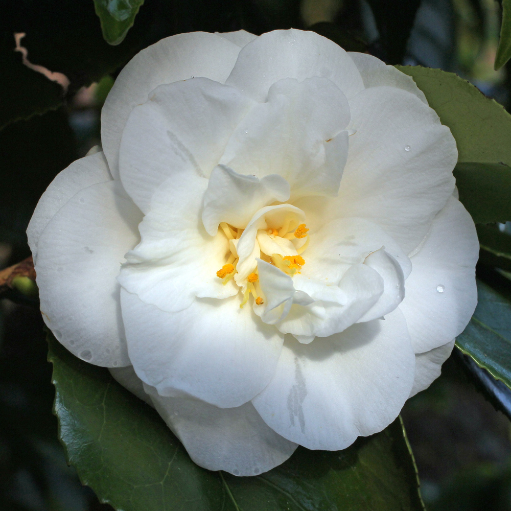 Camellia japonica 'Le Lys'