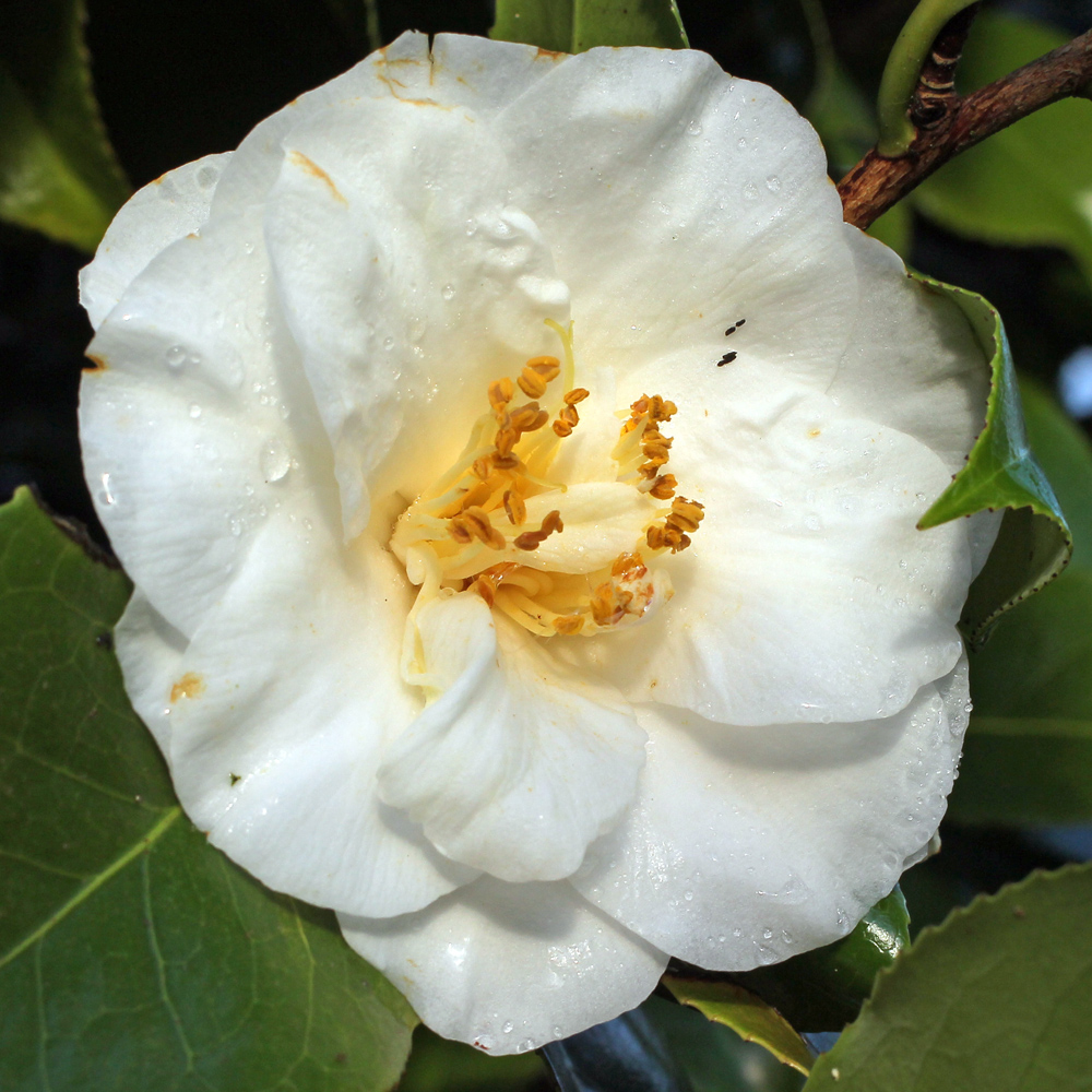 Camellia japonica 'Le Lys'