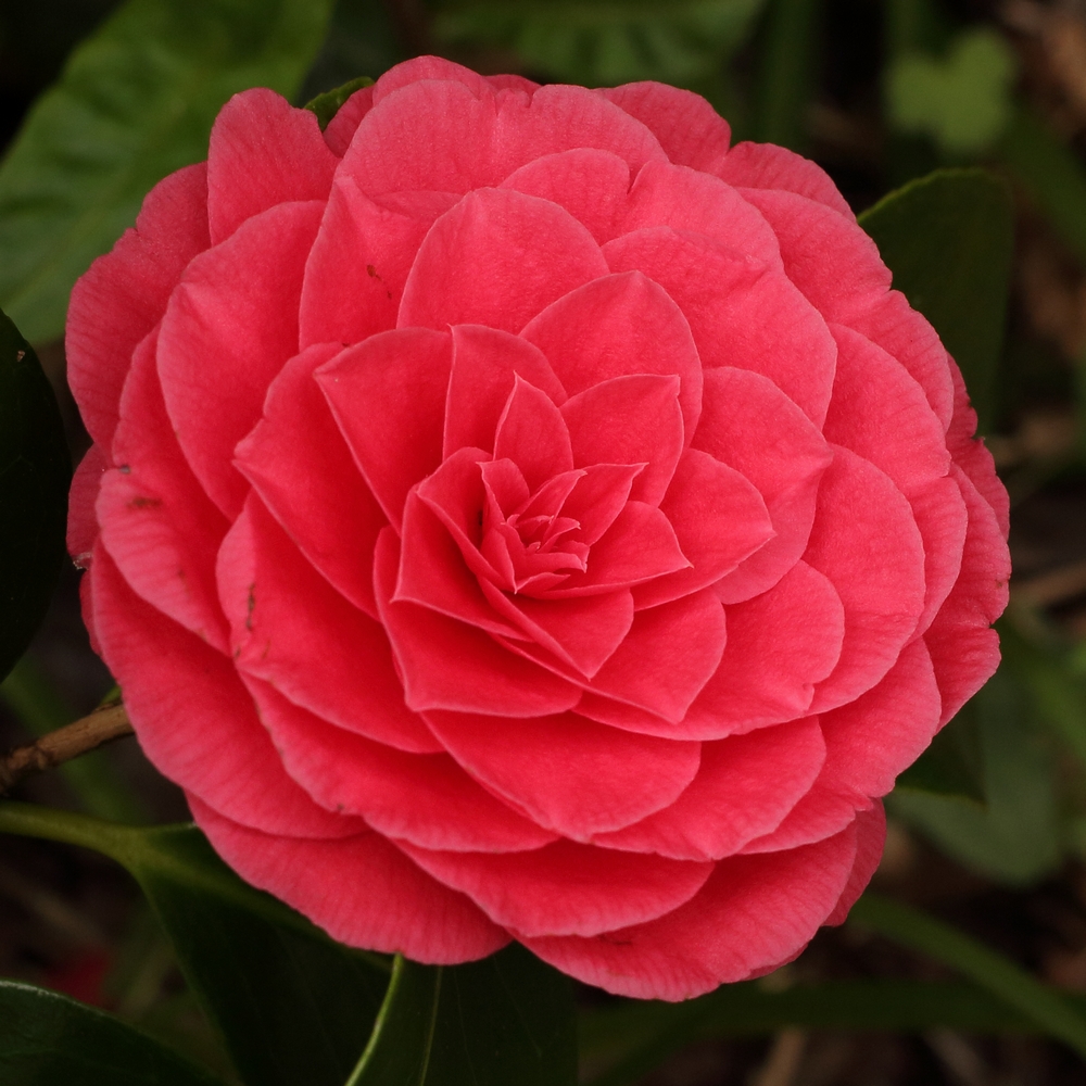 Camellia japonica 'Madame Lebois'