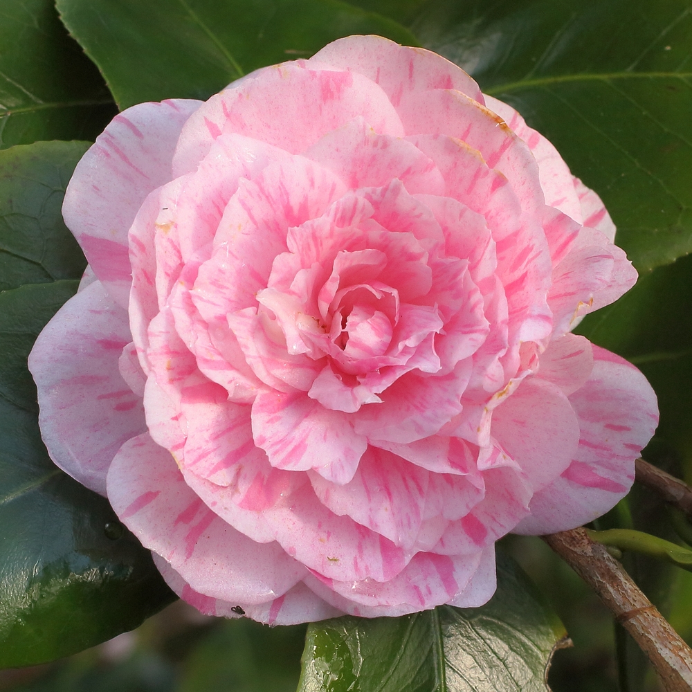 Camellia japonica 'Marguerite Gouillon'