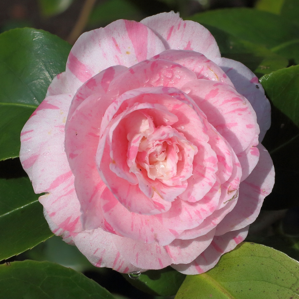 Camellia japonica 'Marguerite Gouillon'
