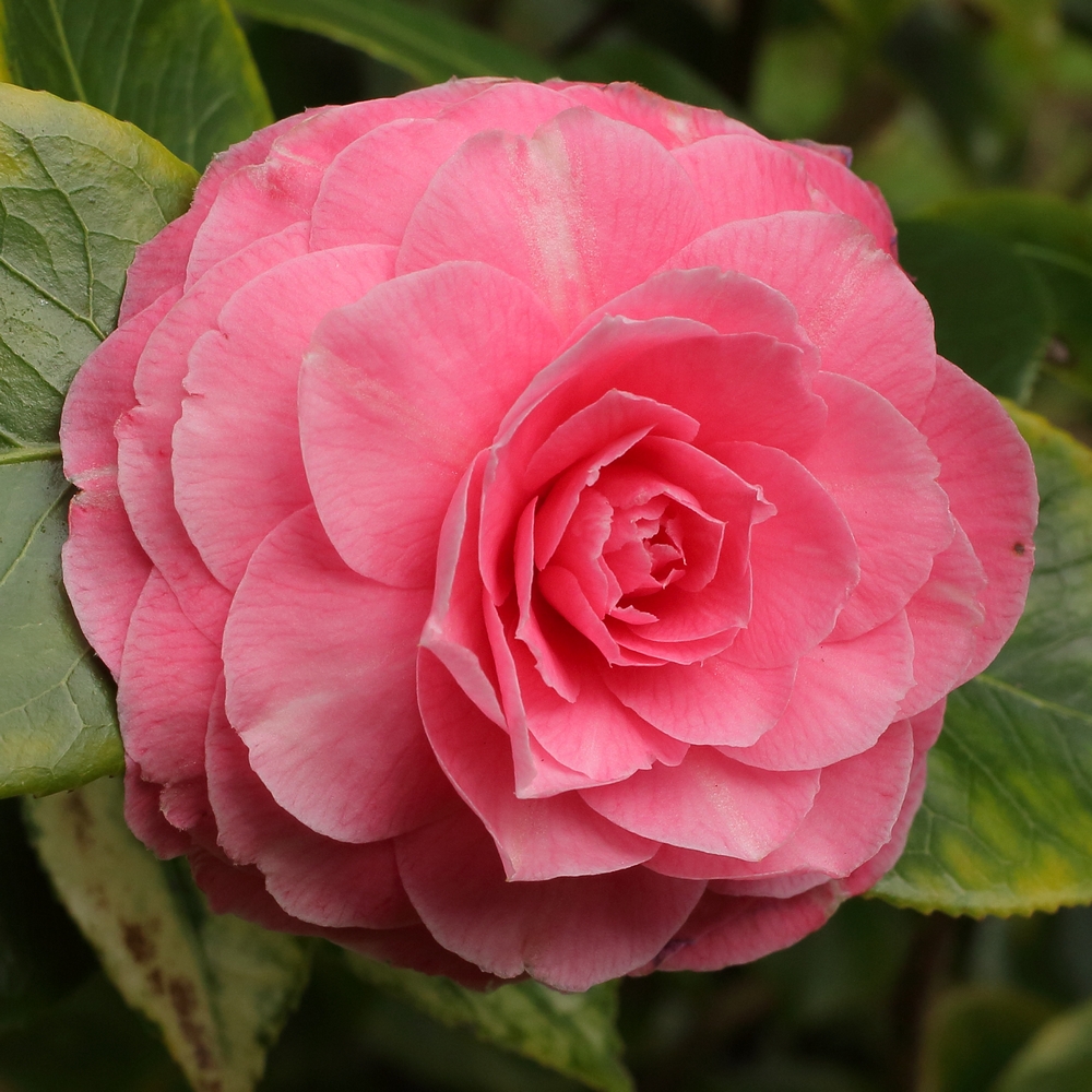 Camellia japonica 'Monsieur Faucillon'