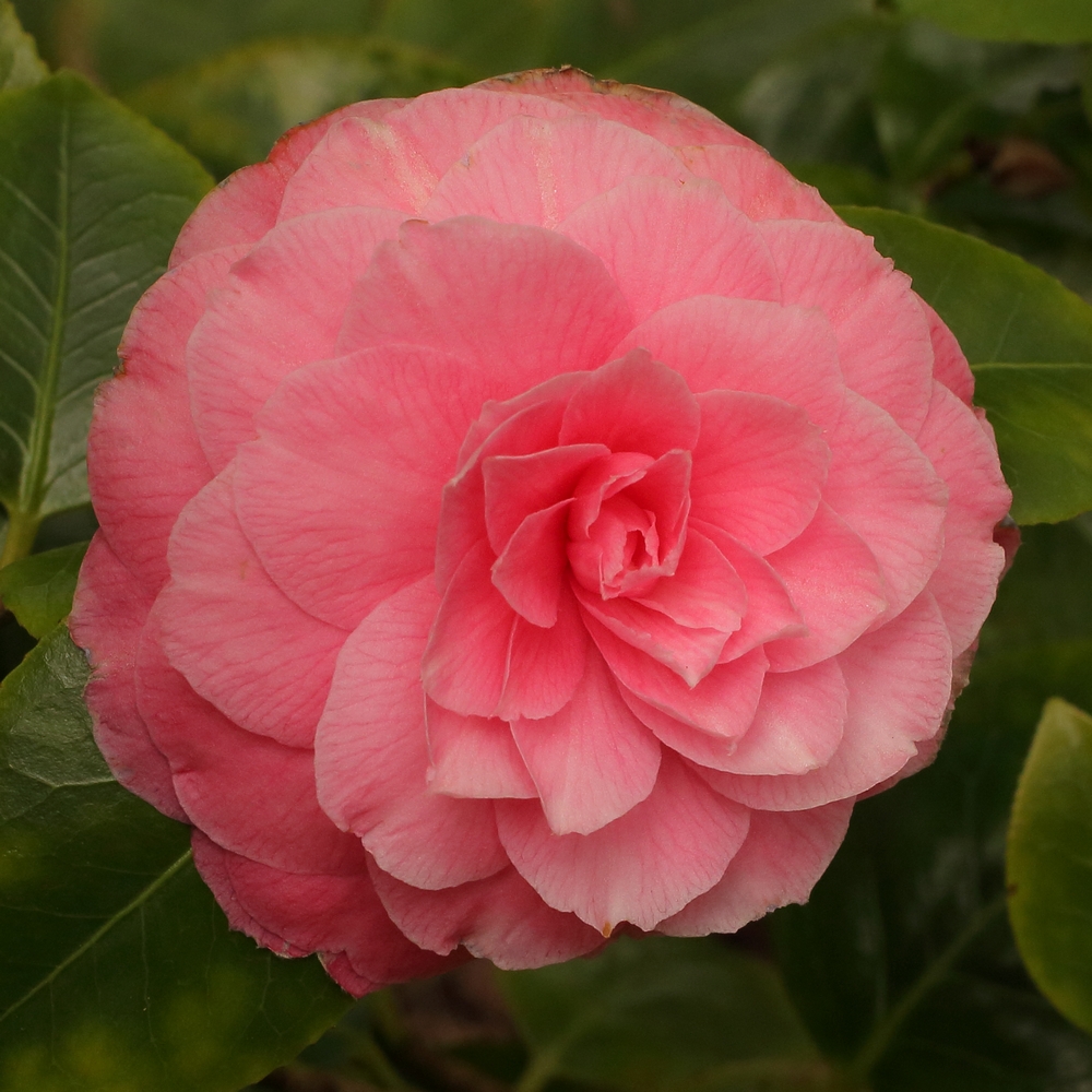 Camellia japonica 'Monsieur Faucillon'