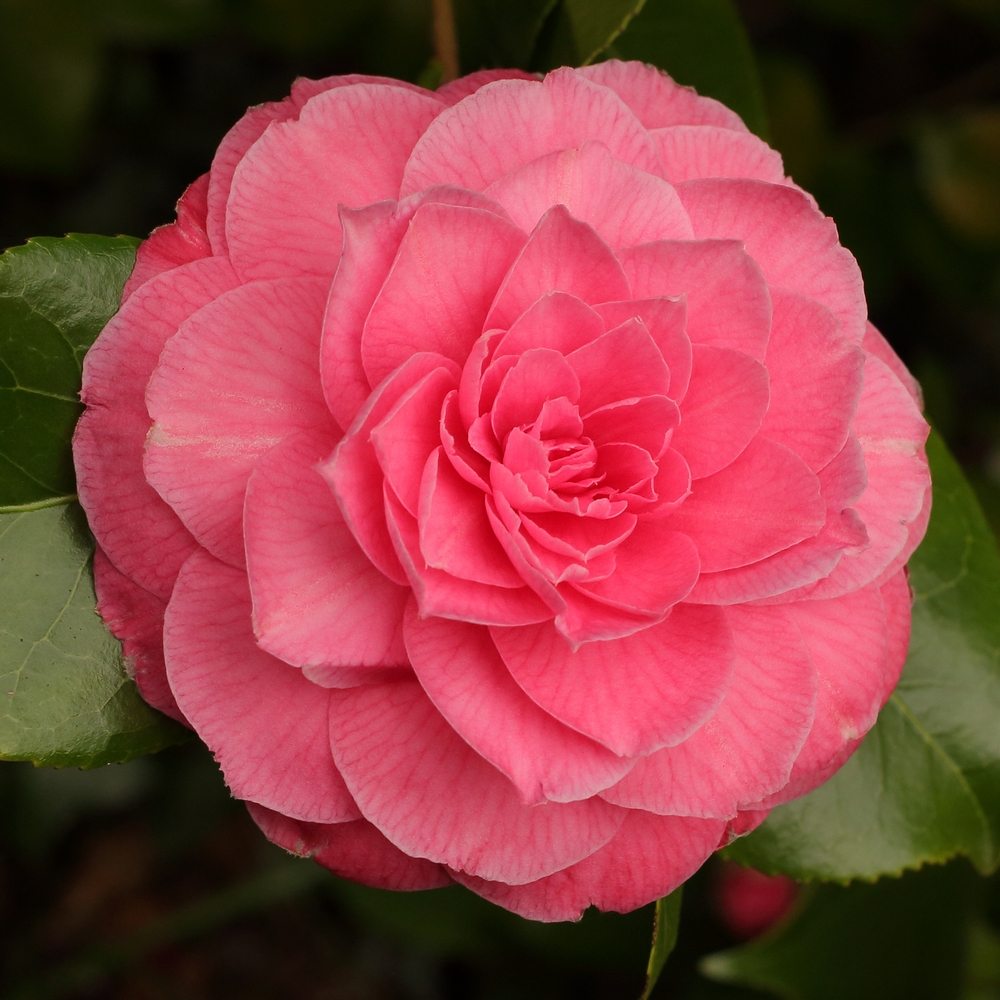 Camellia japonica 'Monsieur Faucillon'