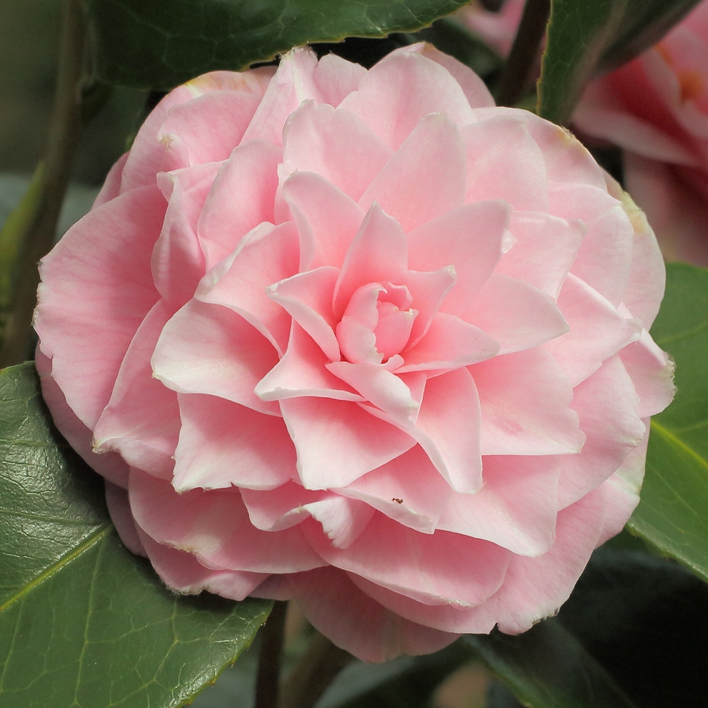 Camellia japonica 'Frau Minna Seidel'