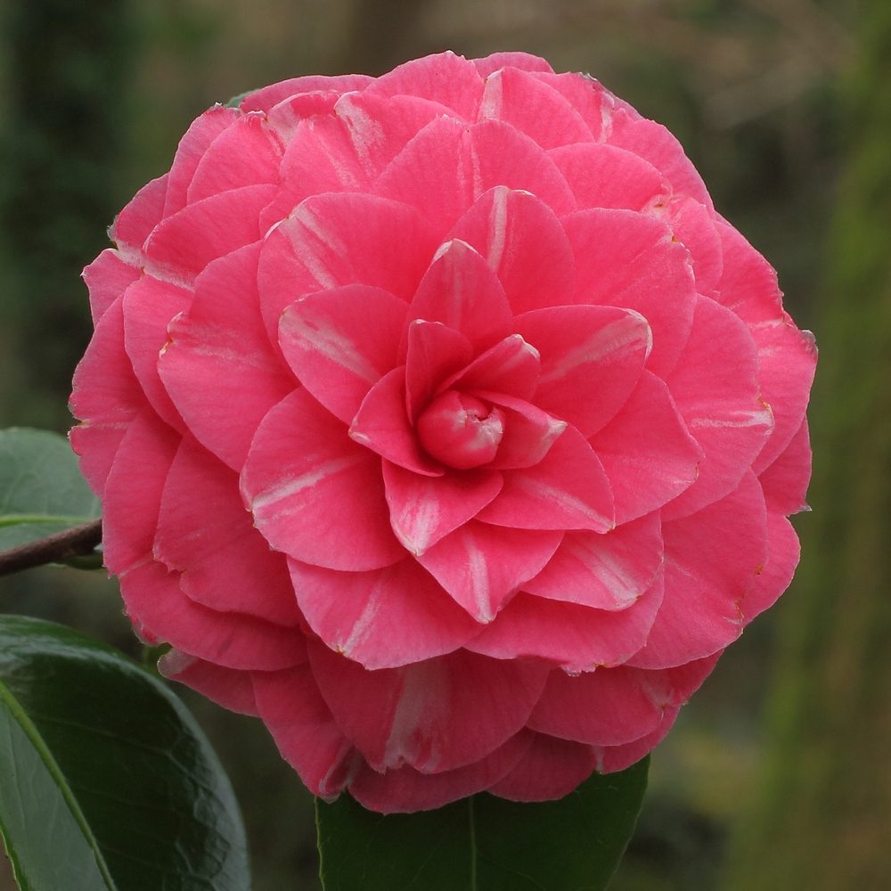 Camellia japonica 'Rubens'