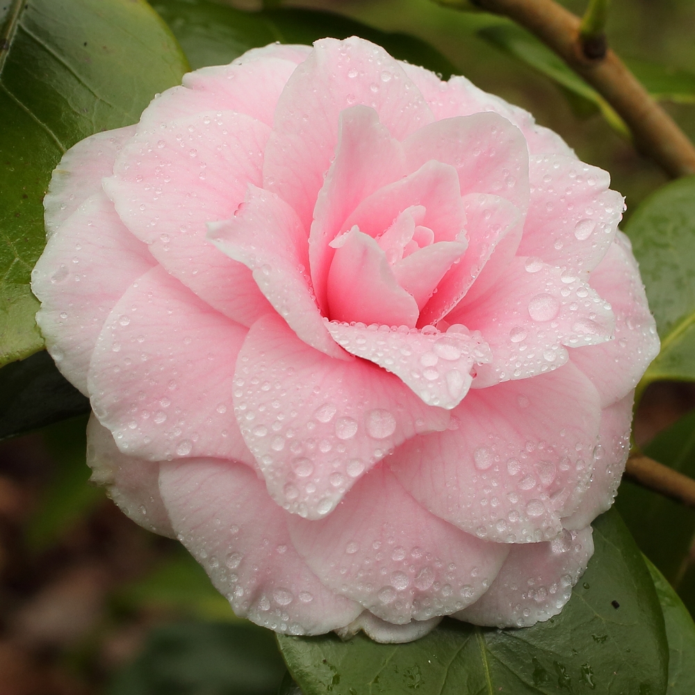 Camellia japonica 'Souvenir de Bahuaud-Litou'