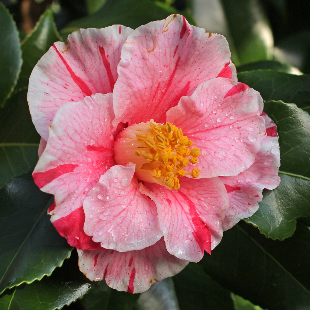 Camellia japonica 'Tricolor'