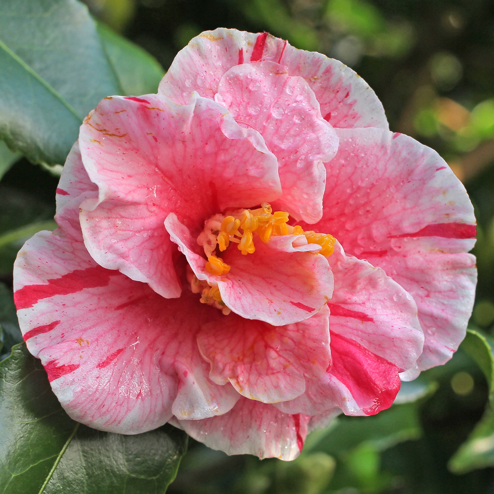 Camellia japonica 'Tricolor'