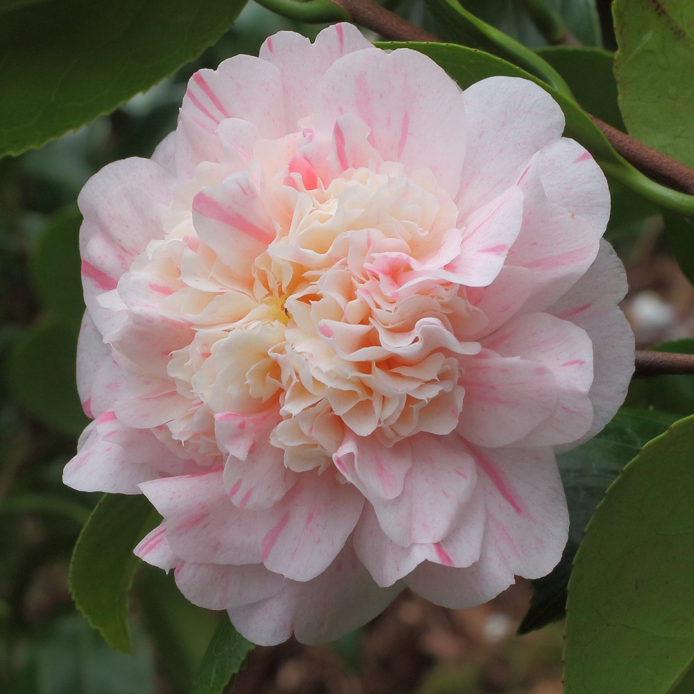 Camellia japonica 'Trionfo di Lodi'