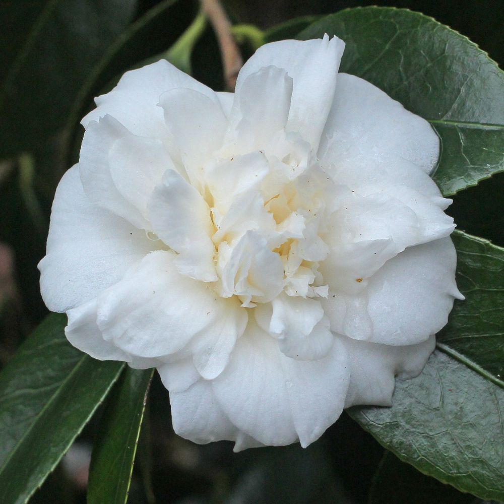 Camellia japonica 'Campsii Alba'