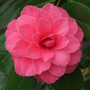 Camellia japonica 'Dona Jane Andresen'