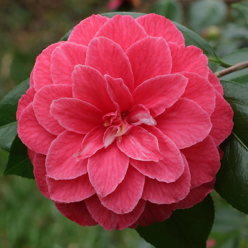 Camellia japonica 'Dona Jane Andresen'