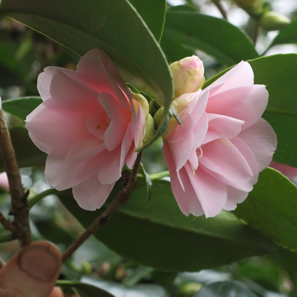 Camellia japonica 'Fleur Dipater'
