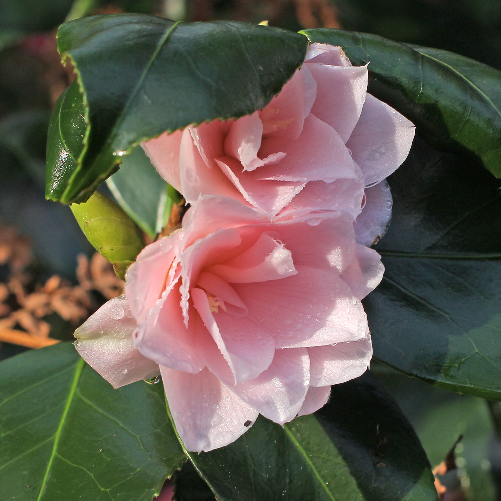 Camellia japonica 'Fleur Dipater'