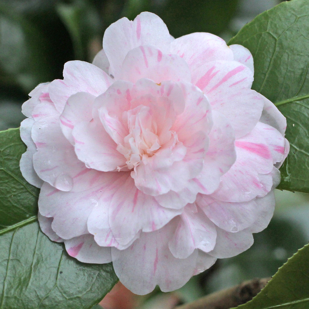 Camellia japonica 'General Lamoriciere'