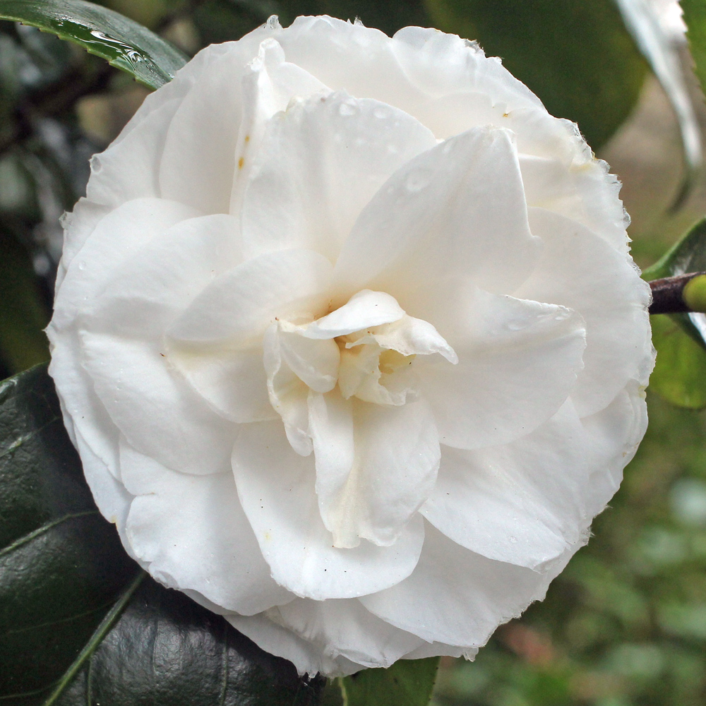 Camellia japonica 'Justine Heurtin'