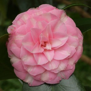 Camellia japonica 'Madame de Cannart d'Hamale'