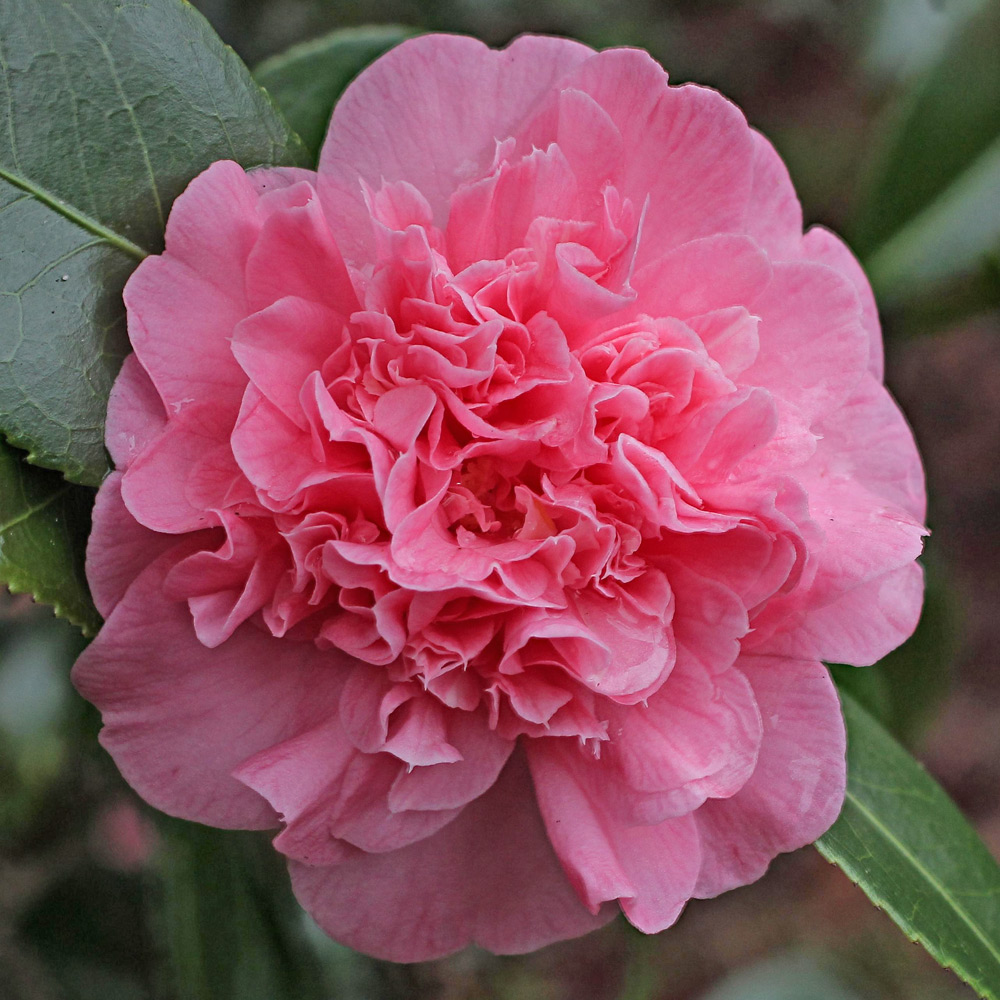 Camellia japonica 'Madame Martin Cachet'