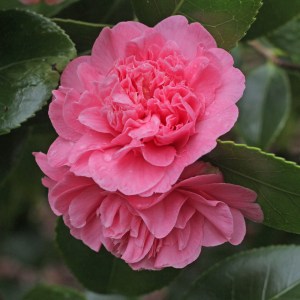 Camellia japonica 'Madame Martin Cachet'