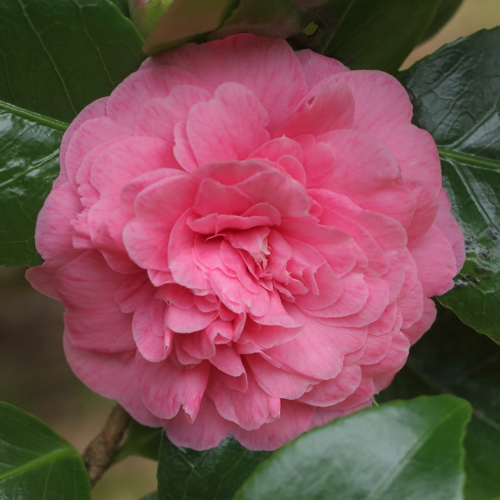 Camellia japonica 'Marguerite Gouillon Rose'