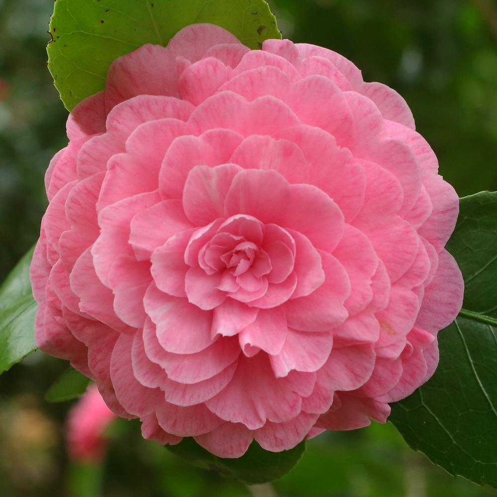 Camellia japonica 'Marguerite Gouillon Rose'