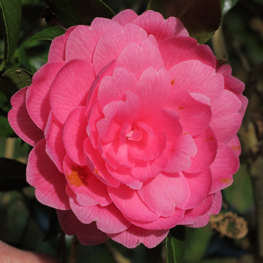 Camellia japonica 'Perfecta'