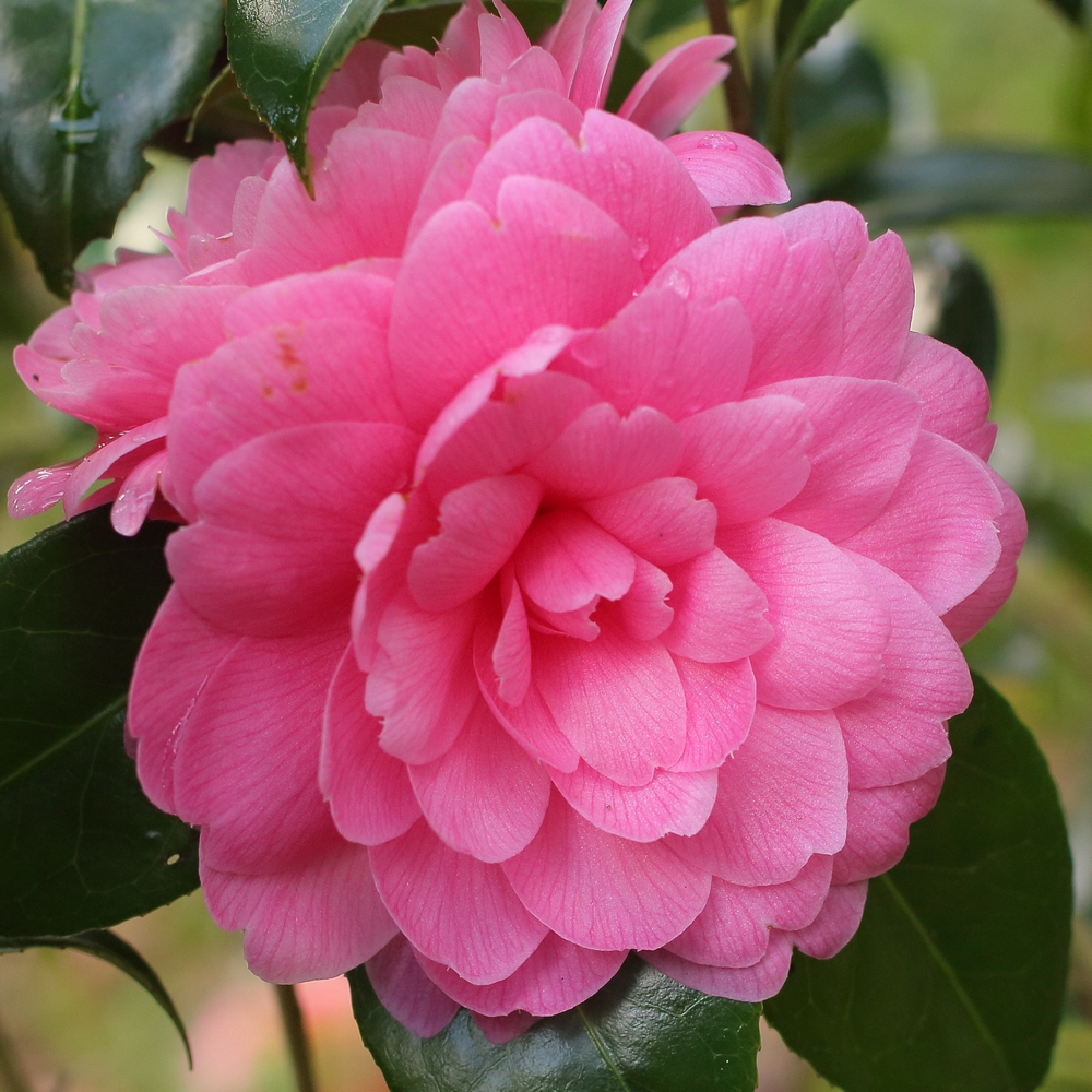 Camellia japonica 'Perfecta'