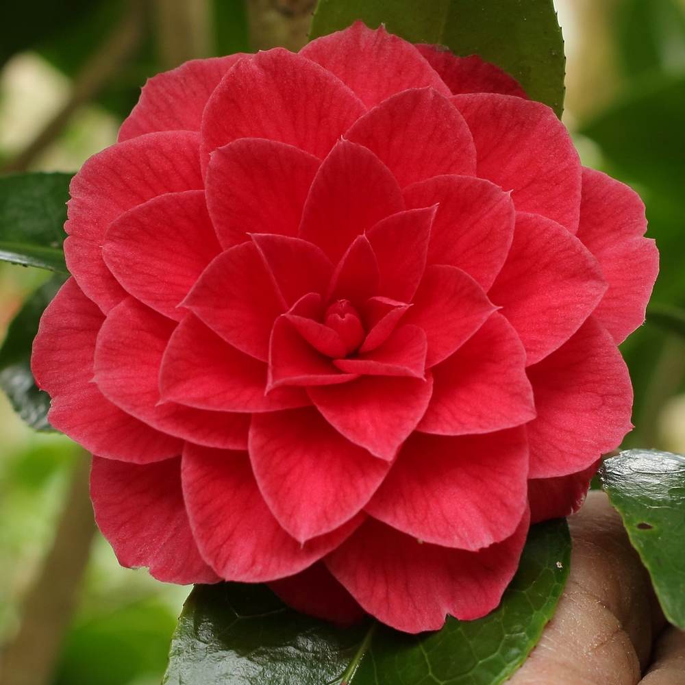Camellia japonica 'Prince Eugene Napoleon'