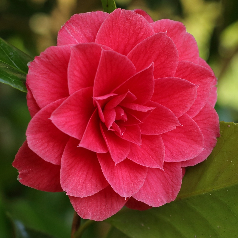 Camellia japonica 'Prince Eugene Napoleon'